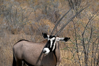 afr13d162-Etosha National Park-oryksy
