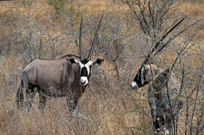 afr13d165-Etosha National Park-oryksy