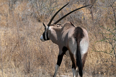 afr13d166-Etosha National Park-oryksy