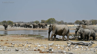 afr13d173-Etosha National Park-słonie