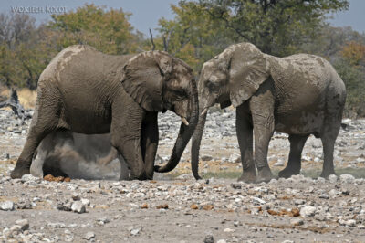 afr13d177-Etosha National Park-słonie