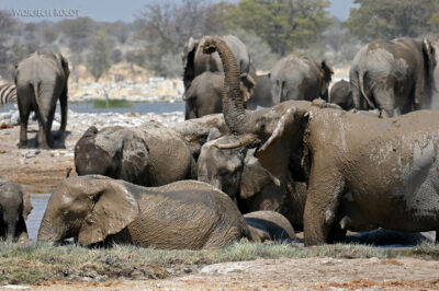 afr13d180-Etosha National Park-słonie