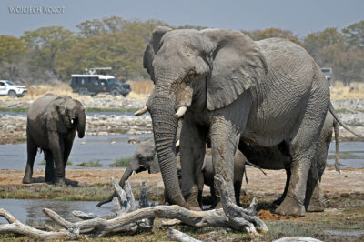 afr13d182-Etosha National Park-słonie