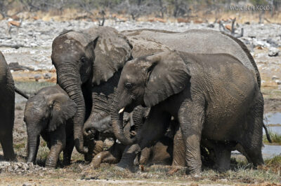 afr13d185-Etosha National Park-słonie