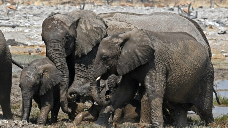 afr13d185-Etosha National Park-słonie