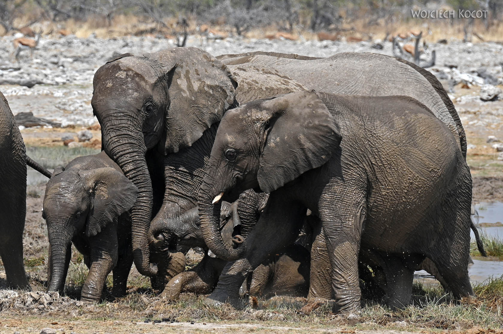 afr13d185-Etosha National Park-słonie