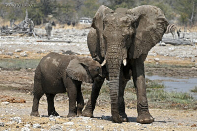 afr13d189-Etosha National Park-słonie