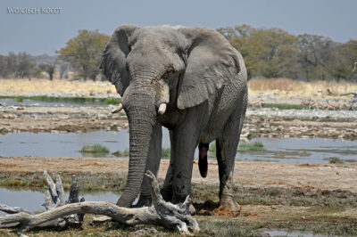 afr13d195-Etosha National Park-słonie