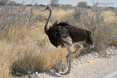afr13d200-Etosha National Park-strusie