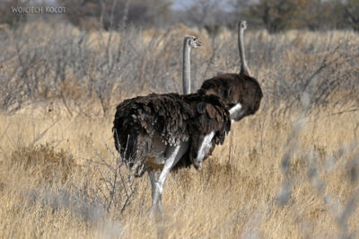afr13d205-Etosha National Park-strusie