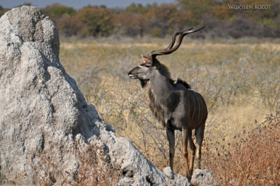 afr13d210-Etosha National Park-termitiera i kudu
