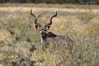 afr13d212-Etosha National Park-kudu