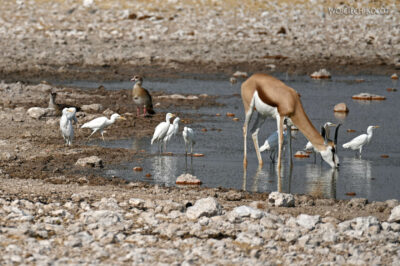 afr13d216-Okaukuejo Camp-przy waterhole