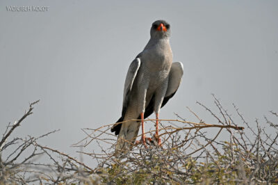 afr13d219-Etosha National Park-jastrzębiowaty
