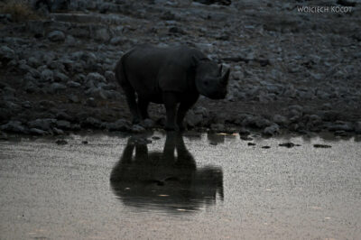 afr13d252-Okaukuejo Camp-nosorożec przy waterhole