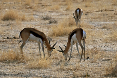 afr14d017-Etosha National Park-szpringboki