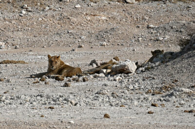 afr14d024-Etosha National Park-lwy