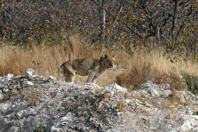 afr14d027-Etosha National Park-lwy