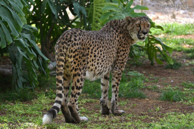 afr14d050-gepard