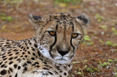 afr14d069-gepard