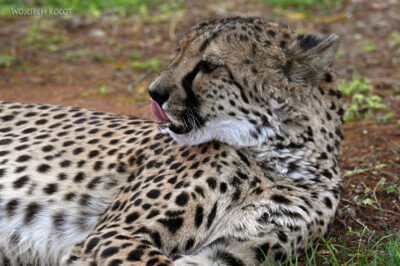 afr14d070-gepard