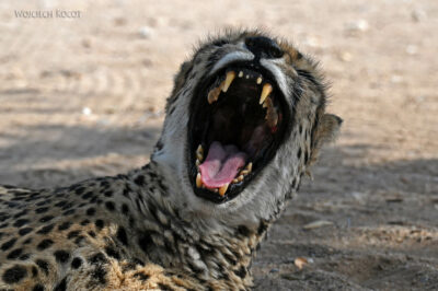 afr14d073-gepard