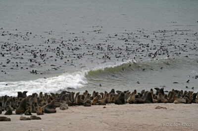afr19d069-foki na Cape Cross afr19d069-foki na Cape Cross