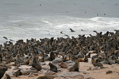 afr19d071-foki na Cape Cross afr19d071-foki na Cape Cross