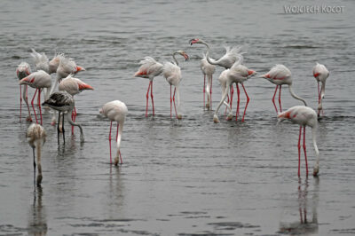 afr21d009-flamingi afr21d009-flamingi
