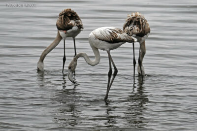 afr21d015-flamingi afr21d015-flamingi