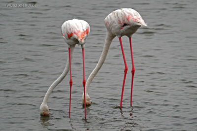 afr21d020-flamingi afr21d020-flamingi