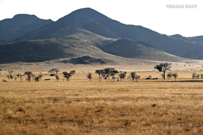 afr22d008-Bushmen Souse Camp rankiem afr22d008-Bushmen Souse Camp rankiem