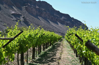 afr26d066-winnice nad Orange river afr26d066-winnice nad Orange river