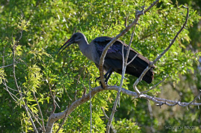 afr26d078-Orange river-ibis afr26d078-Orange river-ibis