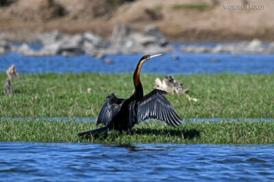 afr26d081-kormoran wężówka nad Orange river afr26d081-kormoran wężówka nad Orange river