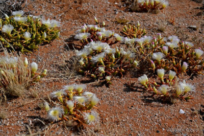 afr27d008-pustynia zakwita