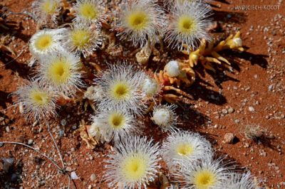 afr27d010-pustynia zakwita