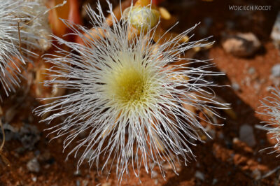 afr27d012-pustynia zakwita