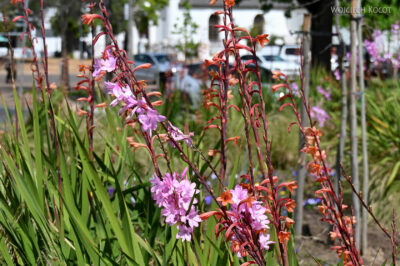 afr28d051-Stellenbosch-zabudowa