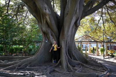 afr28d158-Cape Town - Company's Garden