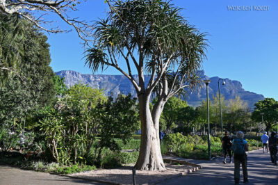 afr28d163-Cape Town - Company's Garden