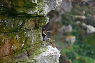 afr29d040-kormoran