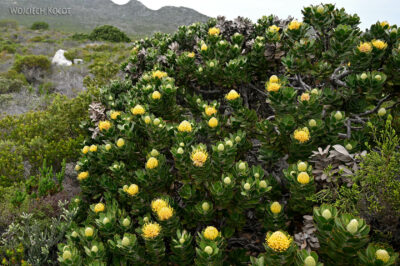 afr29d118-protea