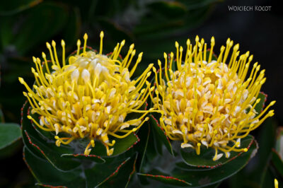 afr29d120-protea