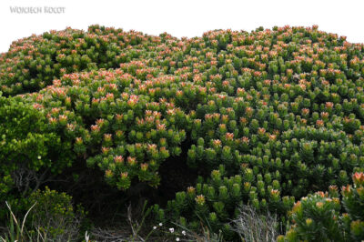 afr29d122-protea