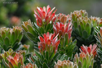 afr29d123-protea