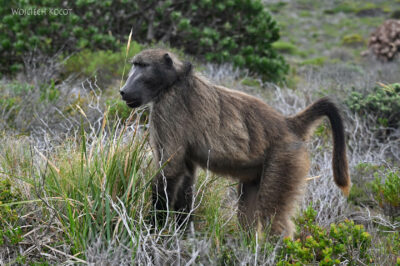 afr29d125-pawiany
