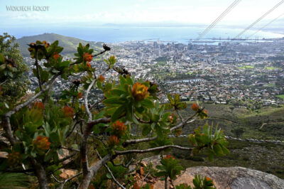 afr30d019-protea