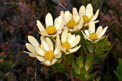afr30d087-protea