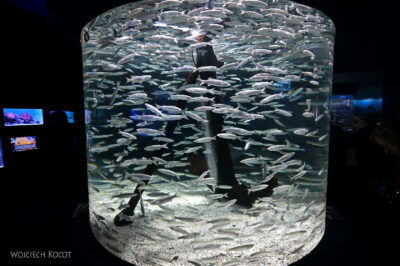 afr30d104-Cape Town - w oceanarium